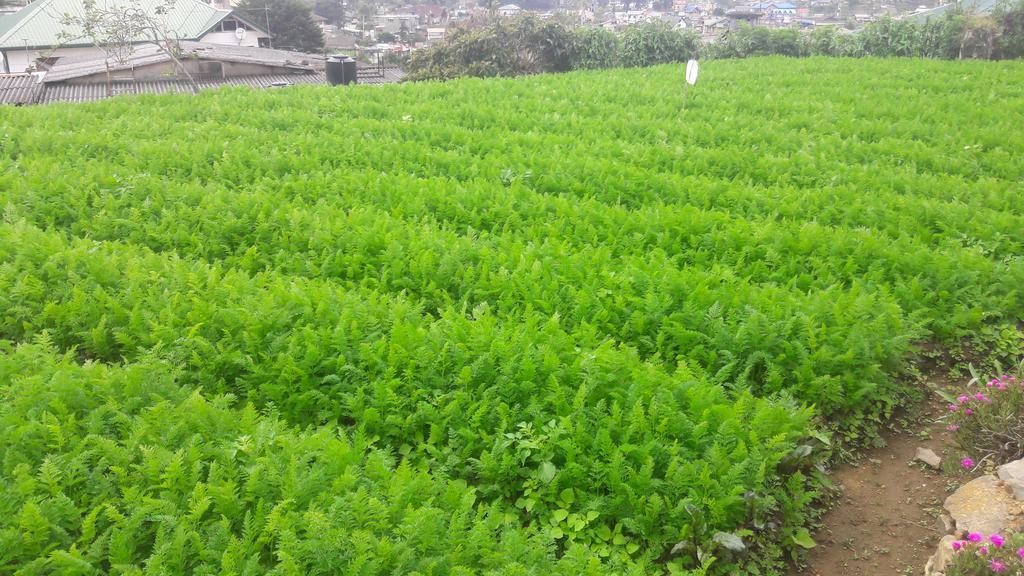 Silver Meir Bungalow Nuwara Eliya Kültér fotó